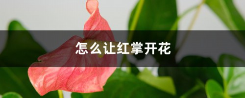 怎么让红掌开花，开花后怎么处理