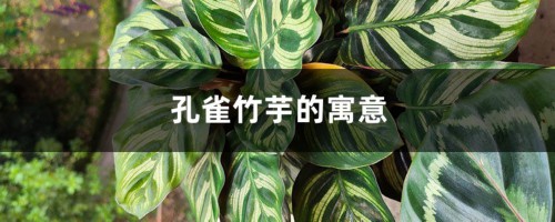 孔雀竹芋的寓意