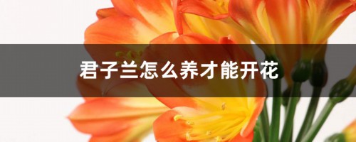 君子兰怎么养才能开花，君子兰开花有什么兆头