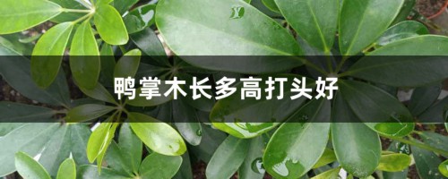 鸭掌木长多高打头好