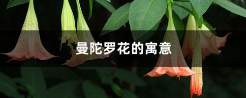 曼陀罗花的寓意，曼陀罗是什么意思