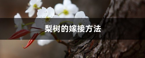 梨树的嫁接方法