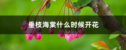 垂枝海棠什么时候开花